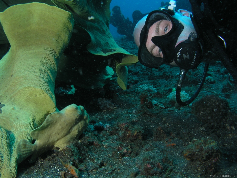 Giant Frogfish wirh Diver